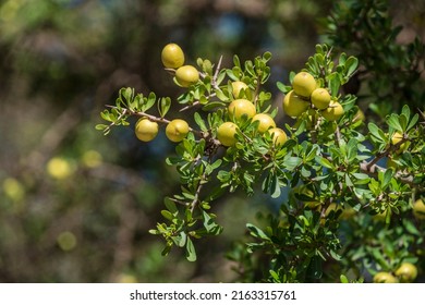 argan fruit, Isk n Mansour park, road from Essaouira to Agadir,morocco, africa - Shutterstock ID 2163315761