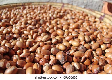 Argan Seeds Collected By Berber Women In The Moroccan Countryside.