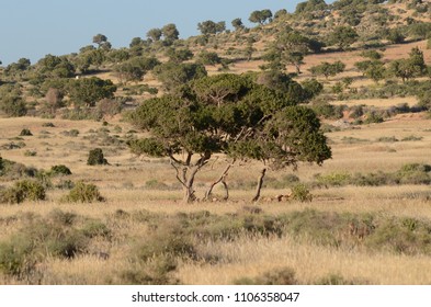 Argan Tree Agadir Morocco