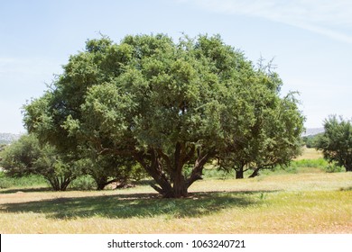 Argan Tree In Morocco