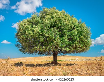 Argan Tree In The Sun, Morocco