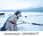 Patagônia Argentina Dog Sledding on the winter