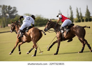 argentina s Polo horse great match - Powered by Shutterstock