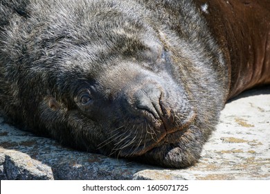 Argentina Sea Lion Close Up