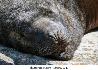 Argentina Sea Lion Close Up Sleeping