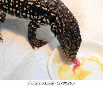 Argentine Black And White Tegu