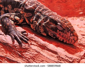 Argentine Black And White Tegu