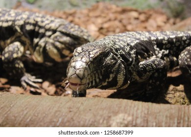 The Argentine Black And White Tegu Also Called The Argentine Giant Tegu, The Black And White Tegu, The Huge Tegu, And Lagarto Over. Tegus Are Sometimes Kept As Pets.