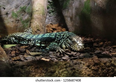 The Argentine Black And White Tegu Also Called The Argentine Giant Tegu, The Black And White Tegu, The Huge Tegu, And Lagarto Over. Tegus Are Sometimes Kept As Pets.