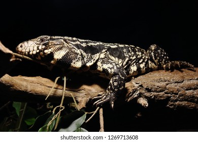 The Argentine Black And White Tegu Also Called The Argentine Giant Tegu, The Black And White Tegu, The Huge Tegu, And Lagarto Over. Tegus Are Sometimes Kept As Pets.