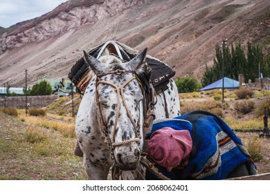 Argentine Gaucho With His Horses