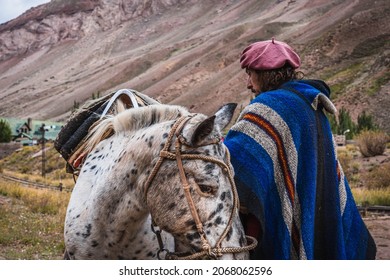 Argentine Gaucho With His Horses