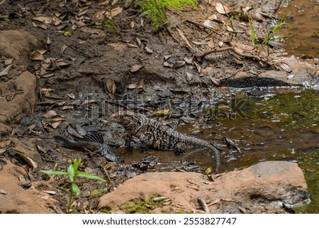 Similar – Image, Stock Photo Freshly Caught Catfish on a Ceramic Plate on an old Wooden Boardwalk