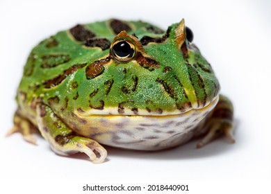 Argentine Horned Frog, Ceratophrys Ornata Isolated On White Background.  Also Called A Pacman Frog Due To It's Large Mouth And Head.