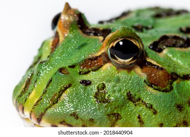 Argentine Horned Frog, Ceratophrys Ornata Isolated On White Background.  Also Called A Pacman Frog Due To It's Large Mouth And Head.