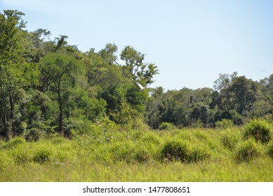 3,579 Argentinian jungle Images, Stock Photos & Vectors | Shutterstock