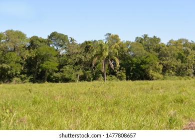3,548 Paraguay jungle Images, Stock Photos & Vectors | Shutterstock
