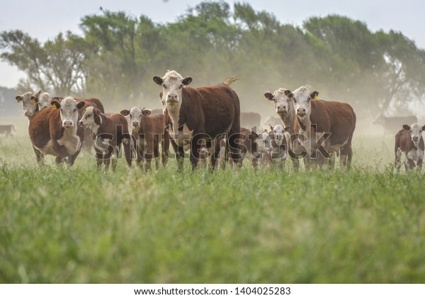 Argentinian Hereford Cattle Coming Uk Argentinian Stock Photo ...