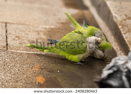 Argentinian parrot (Myiopsitta monachus), taking a bath in a city square, invasive species