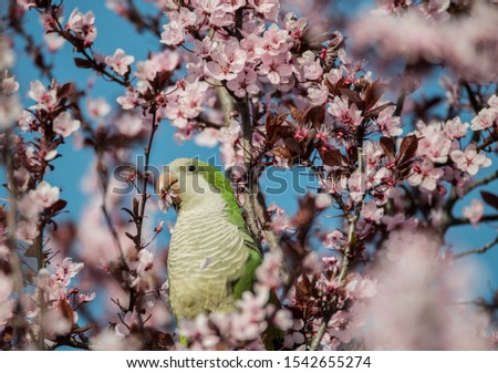 An argentinian parrot on a cherry bossom branch