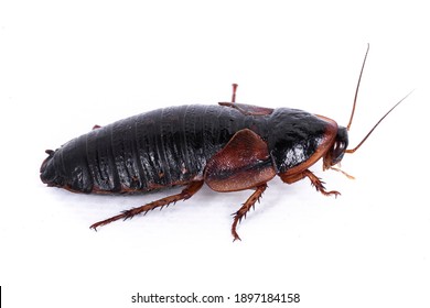 1,692 Female roach Images, Stock Photos & Vectors | Shutterstock