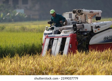 Argiculture. Local Farmer Uses Machine To Harvest Rice On Paddy Field. Hoi An. Vietnam.  04-30-19