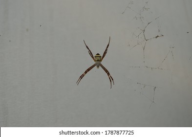 Argiope anasuja, is a species of harmless orb-weaver spider. Abdomen pentagonal and hairy. Dorsum yellowish with brown transverse bands. Three sigilla pairs distinct. Legs greyish brown and hairy.