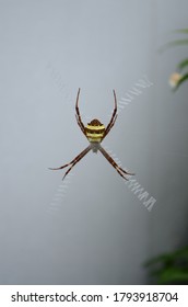 Argiope anasuja, is a species of harmless orb-weaver spider. Abdomen pentagonal and hairy. Dorsum yellowish with brown transverse bands. Three sigilla pairs distinct. Legs greyish brown and hairy.