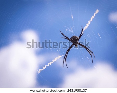Argiope anasuja, is a species of harmless orb-weaver spider with blue sky backgrounds 