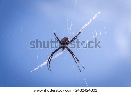 Argiope anasuja, is a species of harmless orb-weaver spider on blue sky backgrounds 