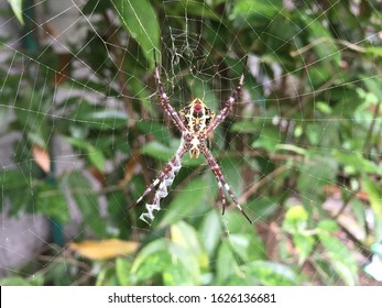 Hawaiian Garden Spider Images Stock Photos Vectors Shutterstock