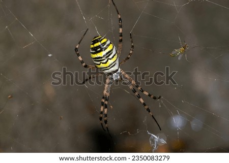 Argiope bruennichi. Spider close up with web