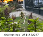 An Argiope bruennichi spider, waiting on her web to catch prays in the evening hours. This photo was taken in Eleousa, Macedonia, Greece.