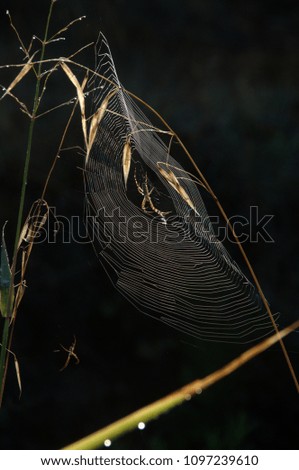 Similar – Image, Stock Photo Sandy Cheeks Environment