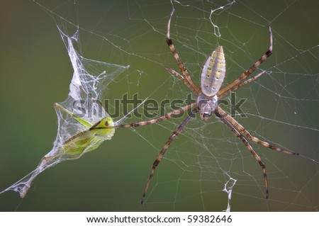 An argiope spider has caught a grasshopper in it's web and wrapped it in silk.