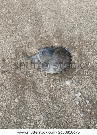 An argonaut in its shell washed up on the beach