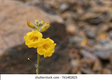 Argylia Radiata, native flower of the Atacama desert, better known as Velvet or Flower of the Jote