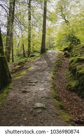 Argyll Forest Park