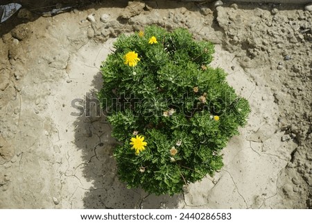 Argyranthemum frutescens blooms with yellow flowers in August in the garden. Argyranthemum frutescens, Paris daisy, marguerite or marguerite daisy, is a perennial plant known for its flowers. Rhodes 