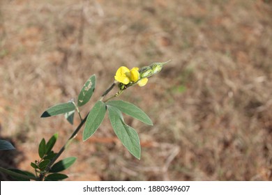 Arhar Dal Is Also Called Tuar. The Tur Dal Tree Is Multi-year Old And Grows As A Small Tree.
Pigeonpea Seeds