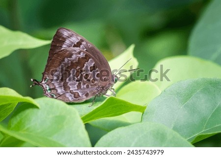 Arhopala centaurus, the centaur oakblue or dull oakblue, is a species of lycaenid or blue butterfly found in Indonesia