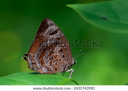 Arhopala centaurus, the centaur oakblue or dull oakblue, is a species of lycaenid or blue butterfly found in Indonesia