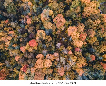 Arial Drone Photography Of Autumn Treetops. Top Down View.