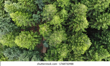 Arial Photo Of The Forest, Bird View
