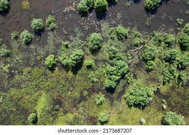 Arial Photo Of A Swamp With A Couple Of Trees