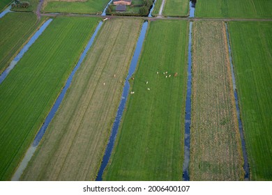 Arial Photos Of Dutch Farm Land With Cows Grazing