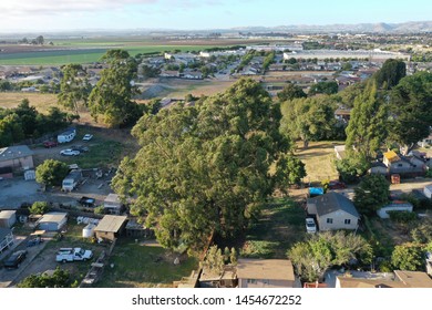 Arial Shot Of The Biggest Tree In The Neighborhood 