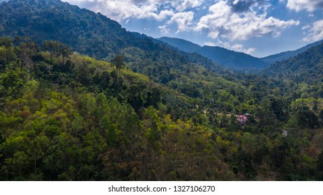 Arial Shot Of Jungle Forest With A Pink House. Drone View Of National Park And Wildlife Mountains. Beautiful Place For Camping. Drone Above The Tropical Trees. Jungle Hiker Outdoor Landscape In Thai.