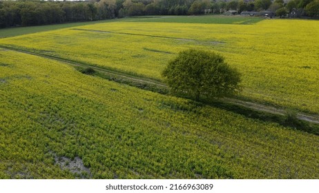 Arial Shot Of Tree In Field