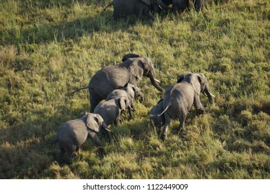 Arial View African Elephants